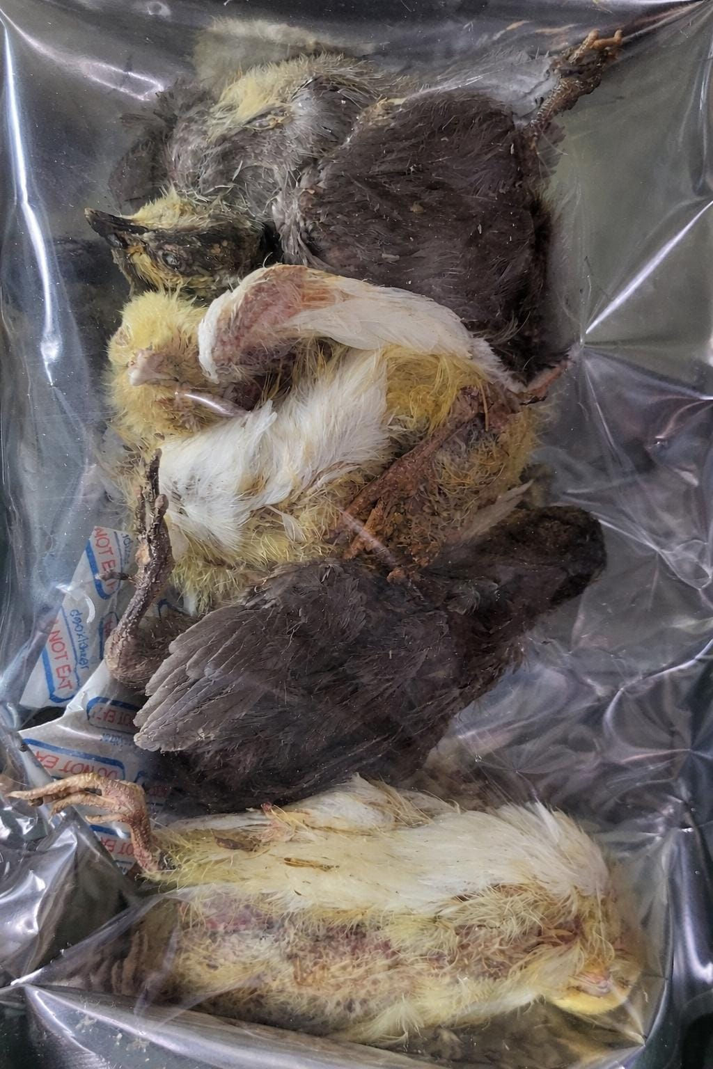 Freeze Dried Whole Quail Chicks - XL QTY 3