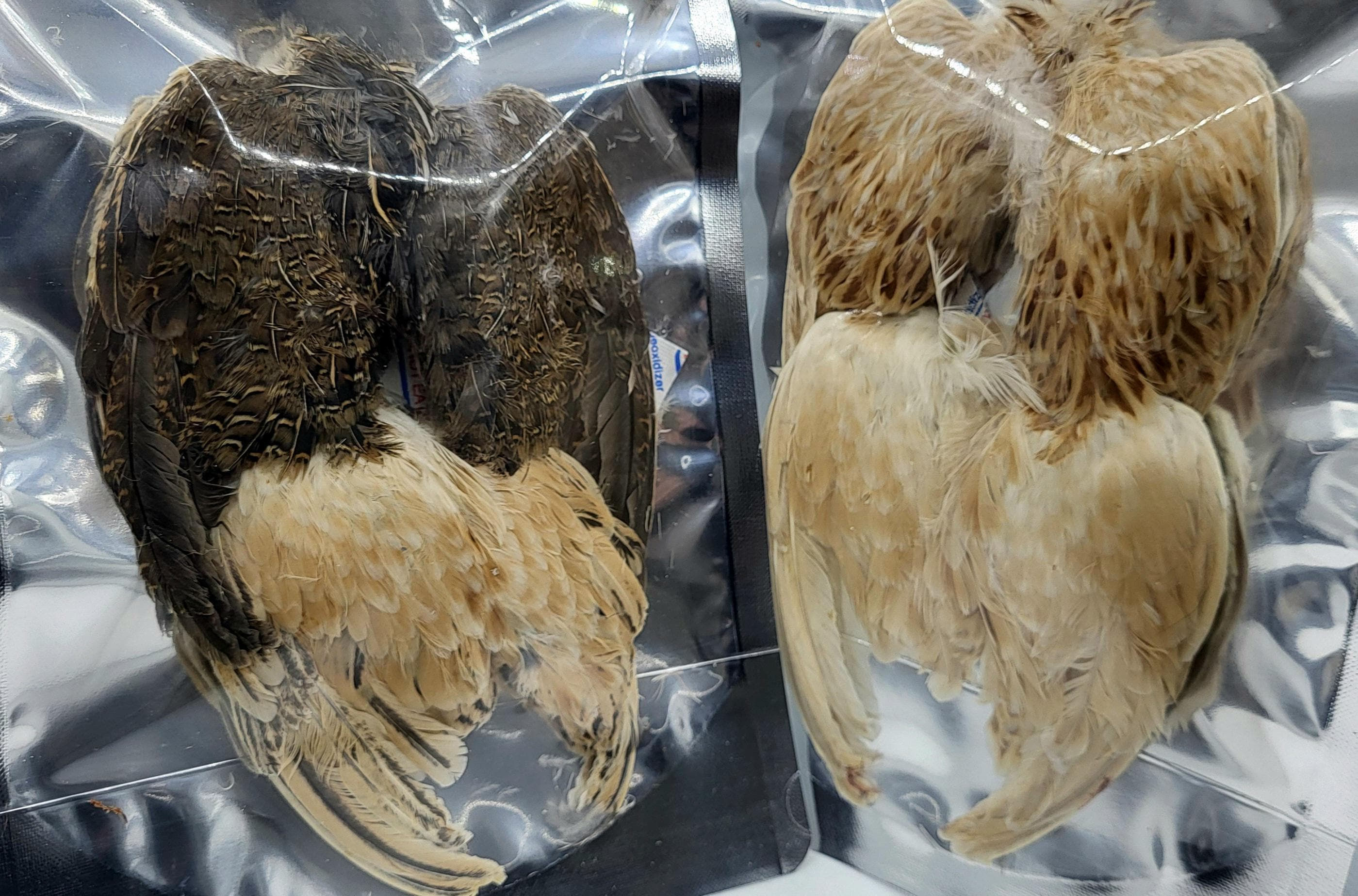 Freeze Dried Quail Wings pack of 8 - pet snacks, training aids, cat toys