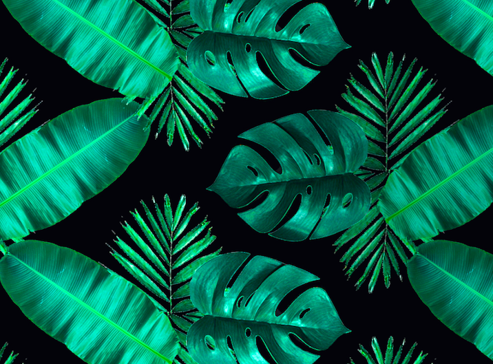428 monstera palm banana on black swatch