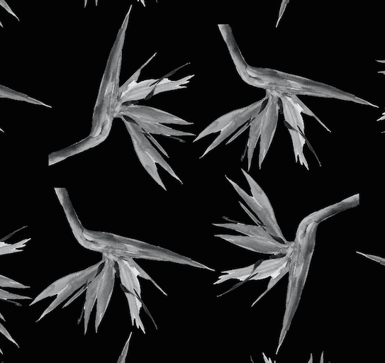 423 black and white birds of paradise swatch