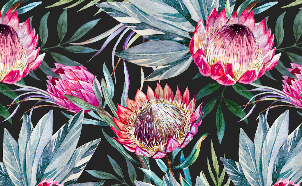 494 protea on black