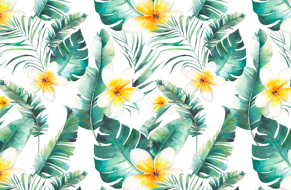 500 white plumeria