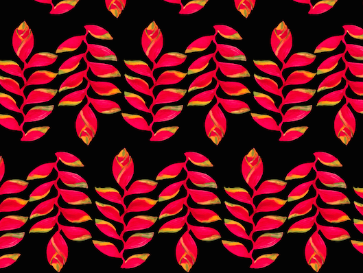 481 Maroon Heleconia On Black