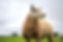 AF_Aspatria_2025_HighAketon_66_edited.jpg