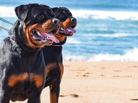 Als ich zum Rottweiler wurde