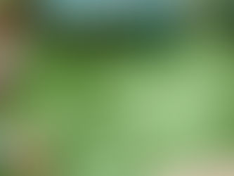 The Green Choice: Why Real Live Sod Triumphs Over Artificial Turf in Florida