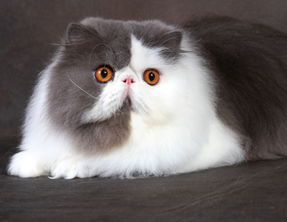 CAT OF THE DAY I BEST PER/EXO