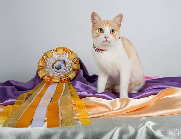 BEST PET