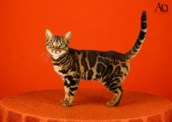 CAT OF THE YEAR 2026
