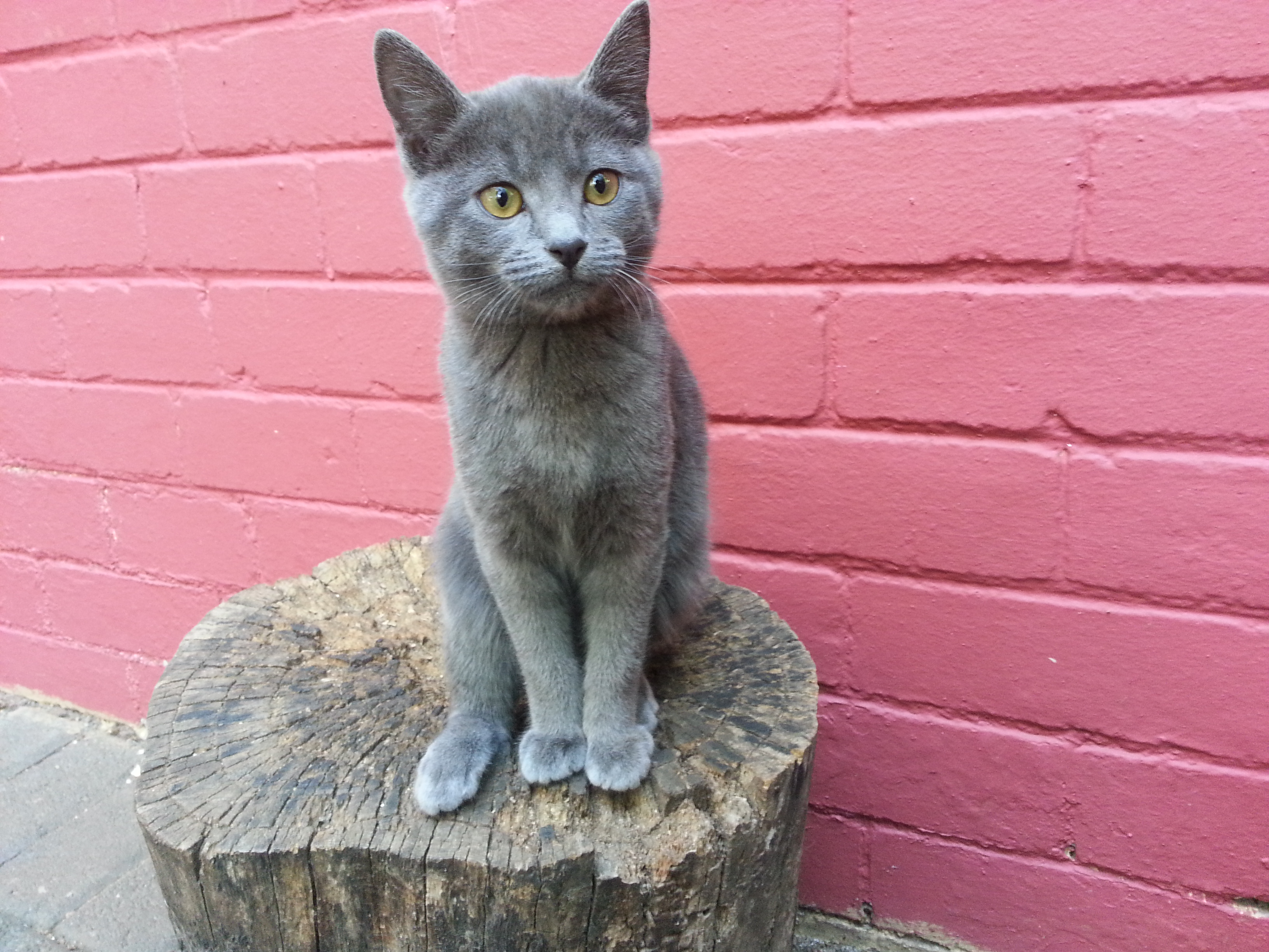 PET OF THE DAY
