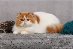 10th KITTEN OF THE YEAR