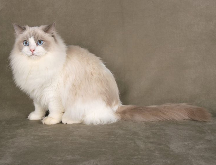 CAT OF THE DAY I BEST MED HAIR