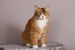 2016 PET OF THE YEAR