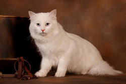 6th Pet of the Year 2019