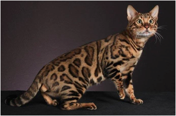 2017 GOLD CAT OF THE YEAR