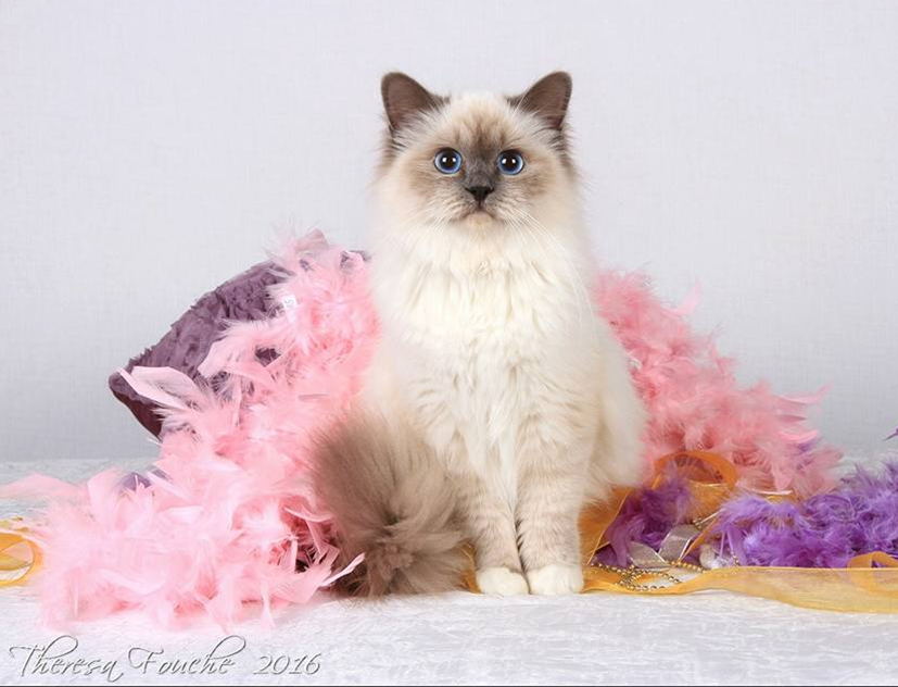 CAT OF THE DAY I BEST MED HAIR