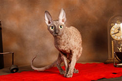 Runner-Up Female of the Year 2019