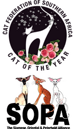 KZNCC TOP CAT(1).png