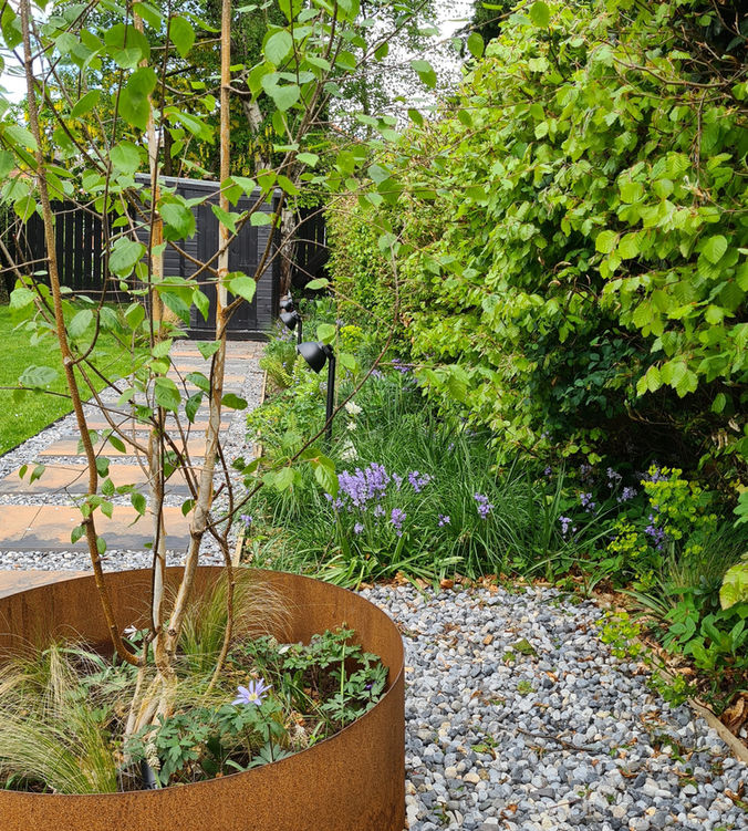 A large coreten steel, rust effect planting ring with a multi-stem silver birch tree planted within in, set within ocean blue pebbles