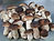 secheresse-cours-d-eau-champignons_34512