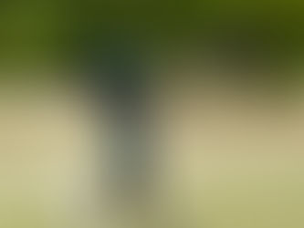 ドラコンプロ 米沢綾梨(よねざわあやり)