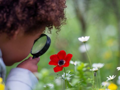 Montessori e o Respeito ao Meio Ambiente na Educação Infantil