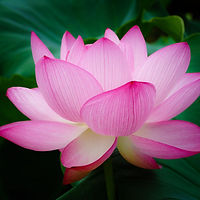 lotus-flowers-15_edited.jpg