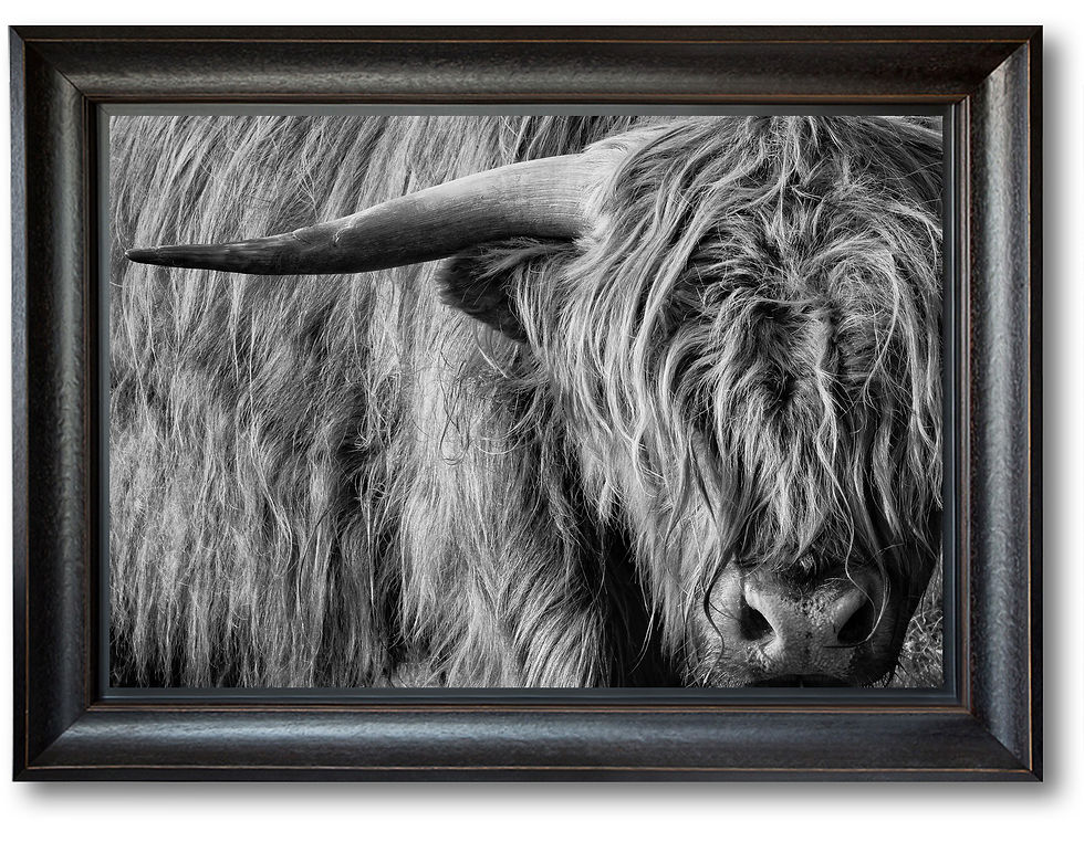 Thumbnail: Portrait of a Highland Cow