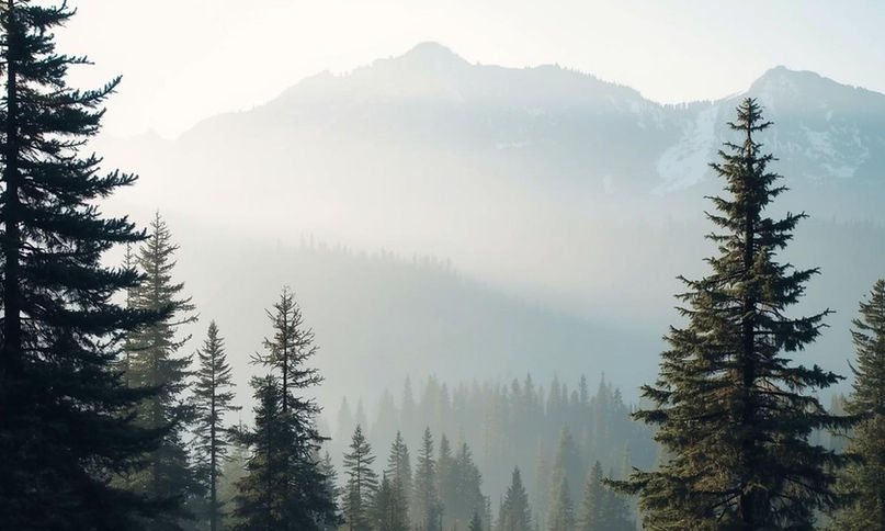 mountain forest landscape (4).jpg