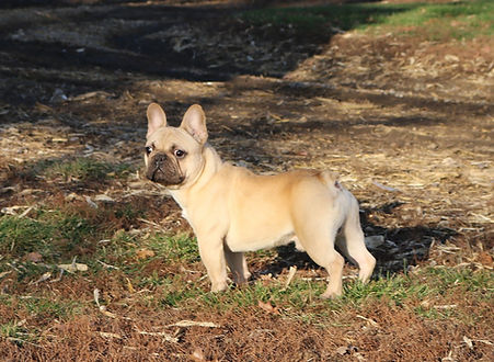 French Bulldog_Guy_Male_Retired.jpg