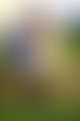 'In the Market for Love' by Shanna Hatfield - A Journey of Faith and Redemption