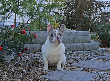 French Bulldog_Citrine_Female.jpg