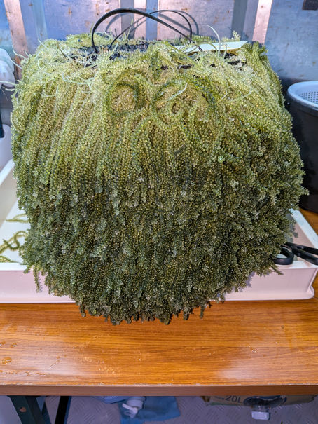 堺市と富田林市で代行サービス、柏原市と八尾市でリフォームと見積もり！