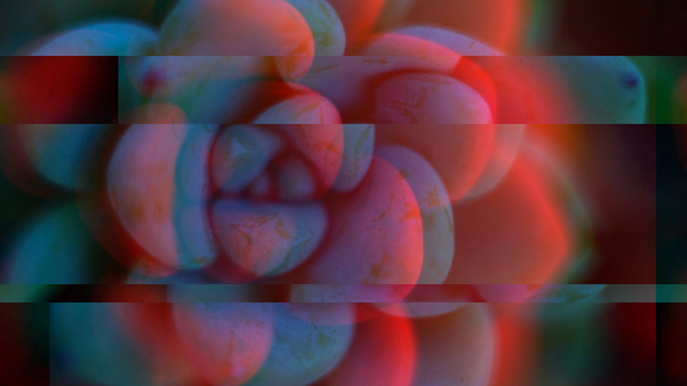 succulent glitch