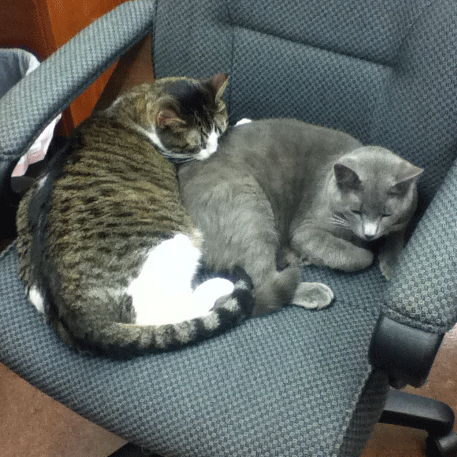 This is a photo of 2 kitties sleeping on office chair.