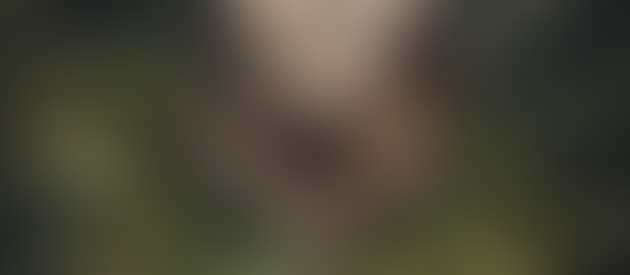 Adventure Awaits: Direct Book Your Next Trip with Bosco