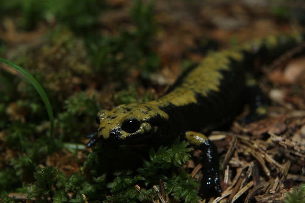 Salamandra atra aurorae