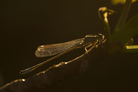DSC_0836.jpeg
