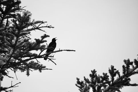 DSC_1001.jpeg