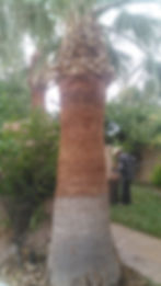 Palm Tree After