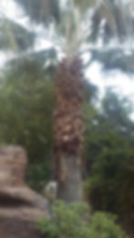 Palm Tree Before