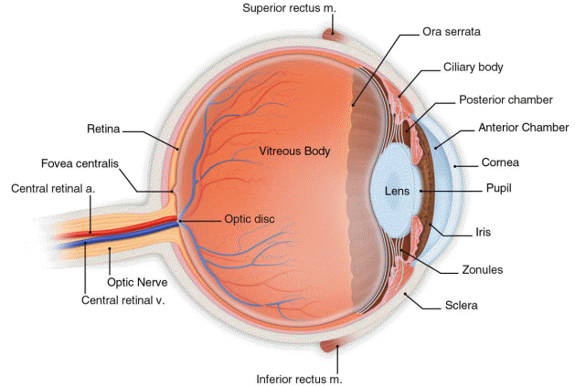 Anatomy general color.gif