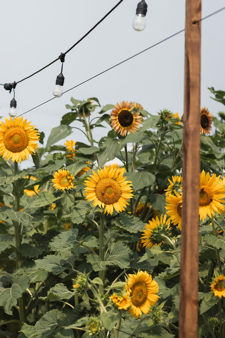 AFFAIRE TOURNESOL - MAGALIE LAFLEUR-6.jpg