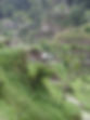 fullsizeoutput_ced.jpeg