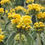 Thumbnail: Phlomis - fruiticosa