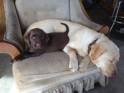 Franny & Bella