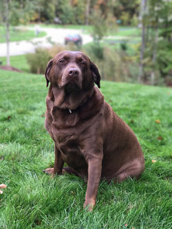 Maggie Girl