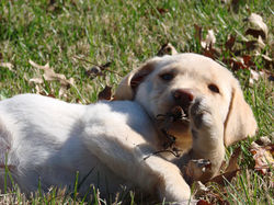 Baby Stella