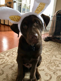 Dozer - Easter Morning