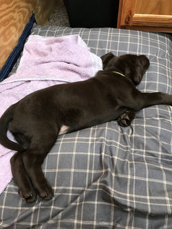 Baby Jolene - 7 Weeks